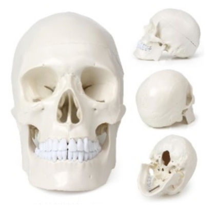 Picture of Anatomy Skull Model Human Skull Resin Model Human Skull Biology Medical Study