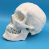 Picture of Anatomy Skull Model Human Skull Resin Model Human Skull Biology Medical Study