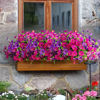 Picture of Artificial Eucalyptus Morning Glory Flowers for Outdoor Decoration